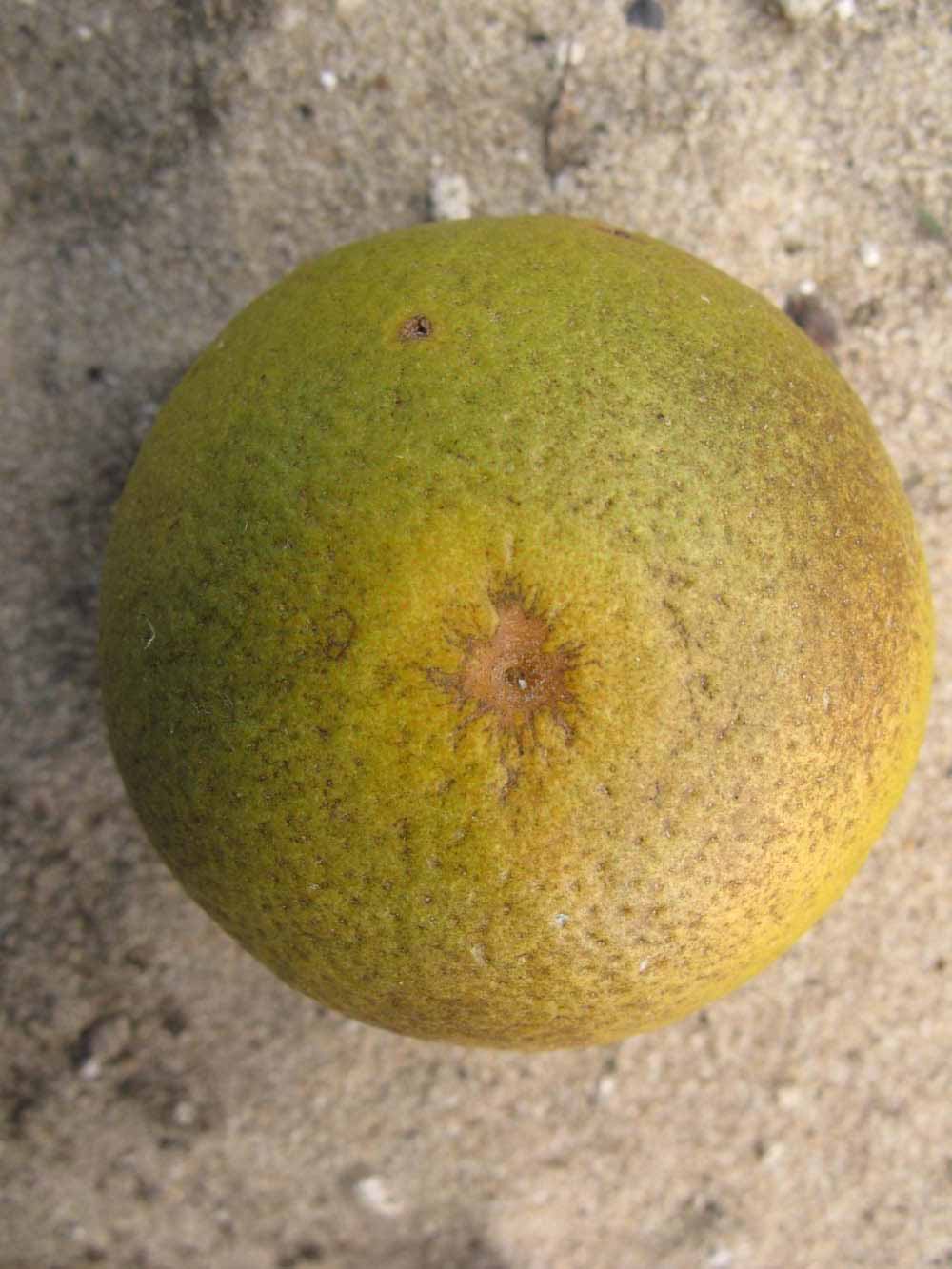            Fruit (Winter Haven, FL)   